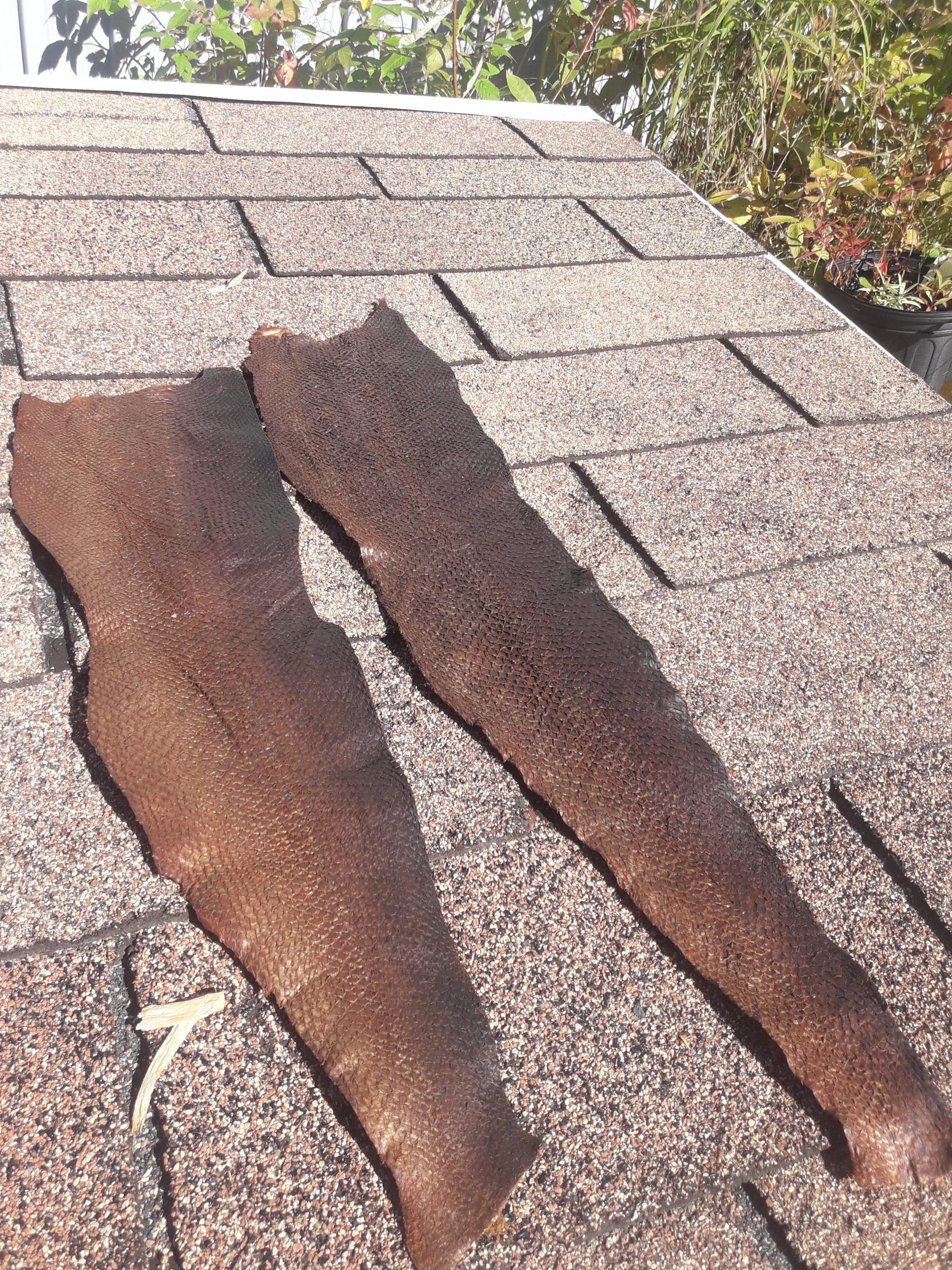 How To Bark Tan Salmon Skin & Make Salmon Leather